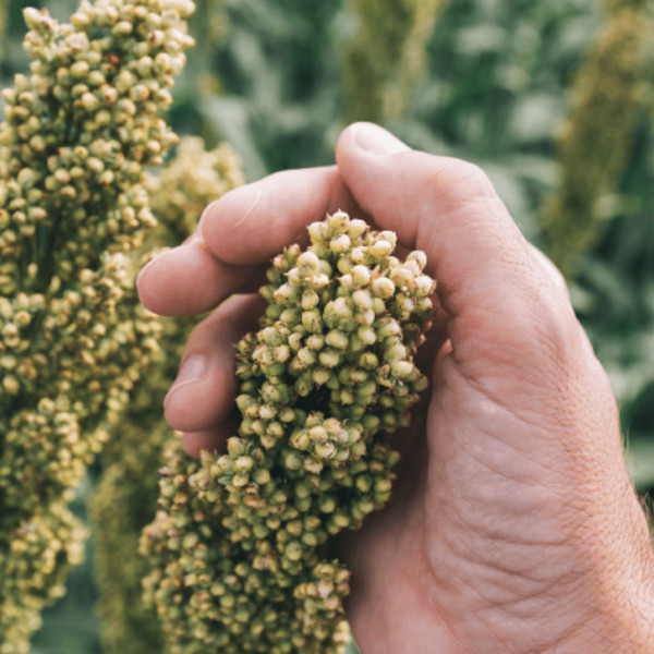 Close-up of a hand holding a green plant.