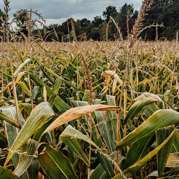 Corn field.