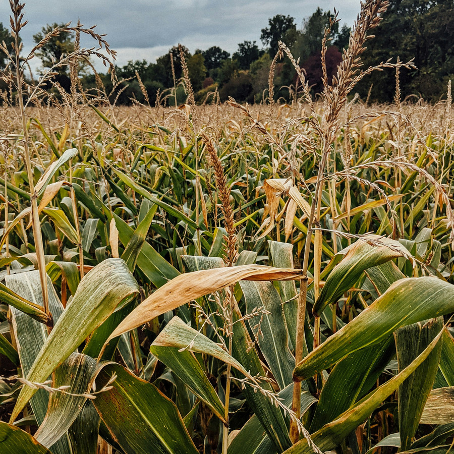 Corn field.