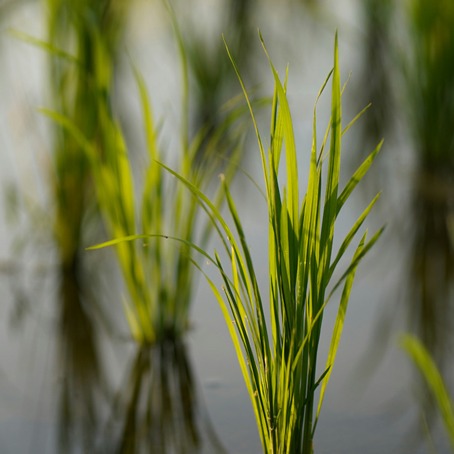 Rice plant.