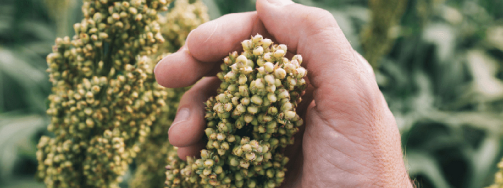 Close-up of a hand holding a green plant.