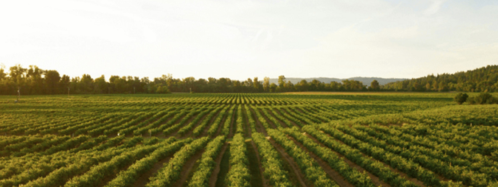 Green field.