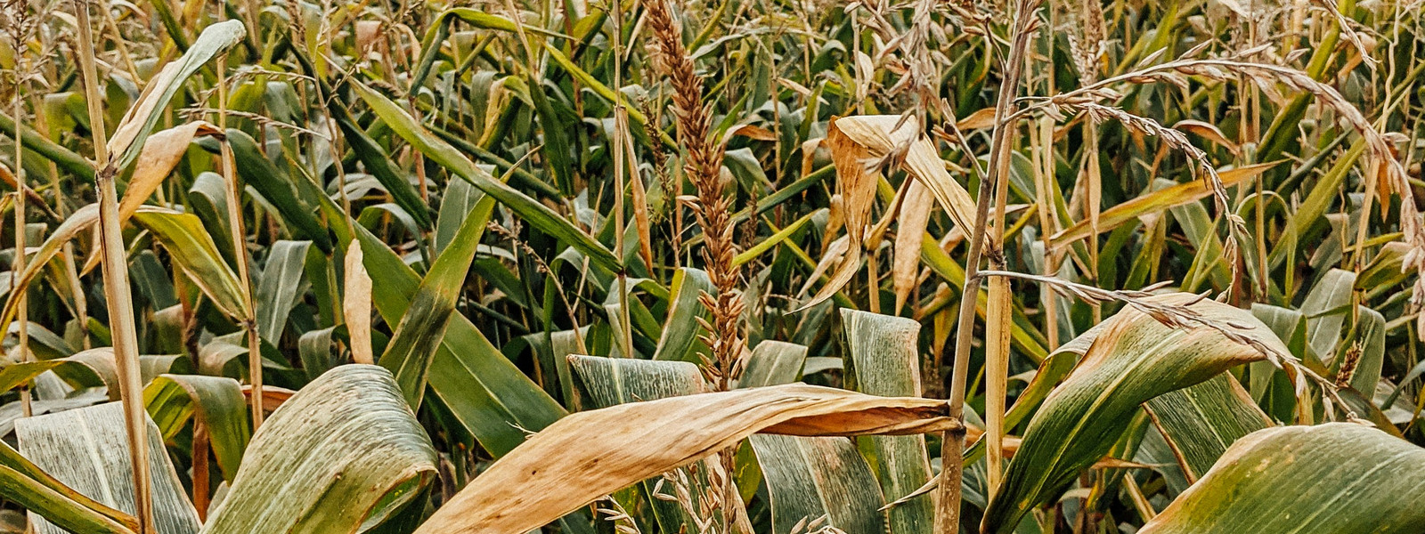 Corn field.