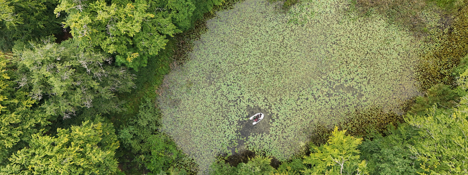 Bird's-eye view of a boat on green forest lake.