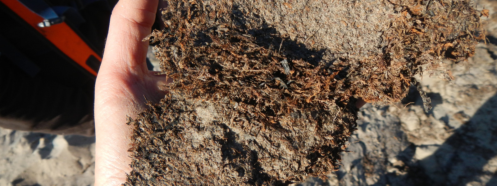 Close-up of soil.