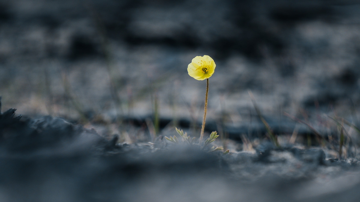 Close-up of a single, yellow flower, blossoming from dark, dry land.